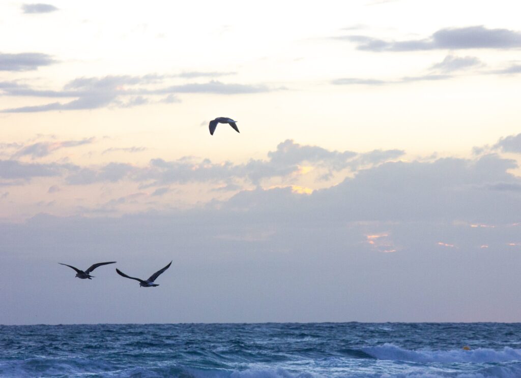 three birds flying over the ocean