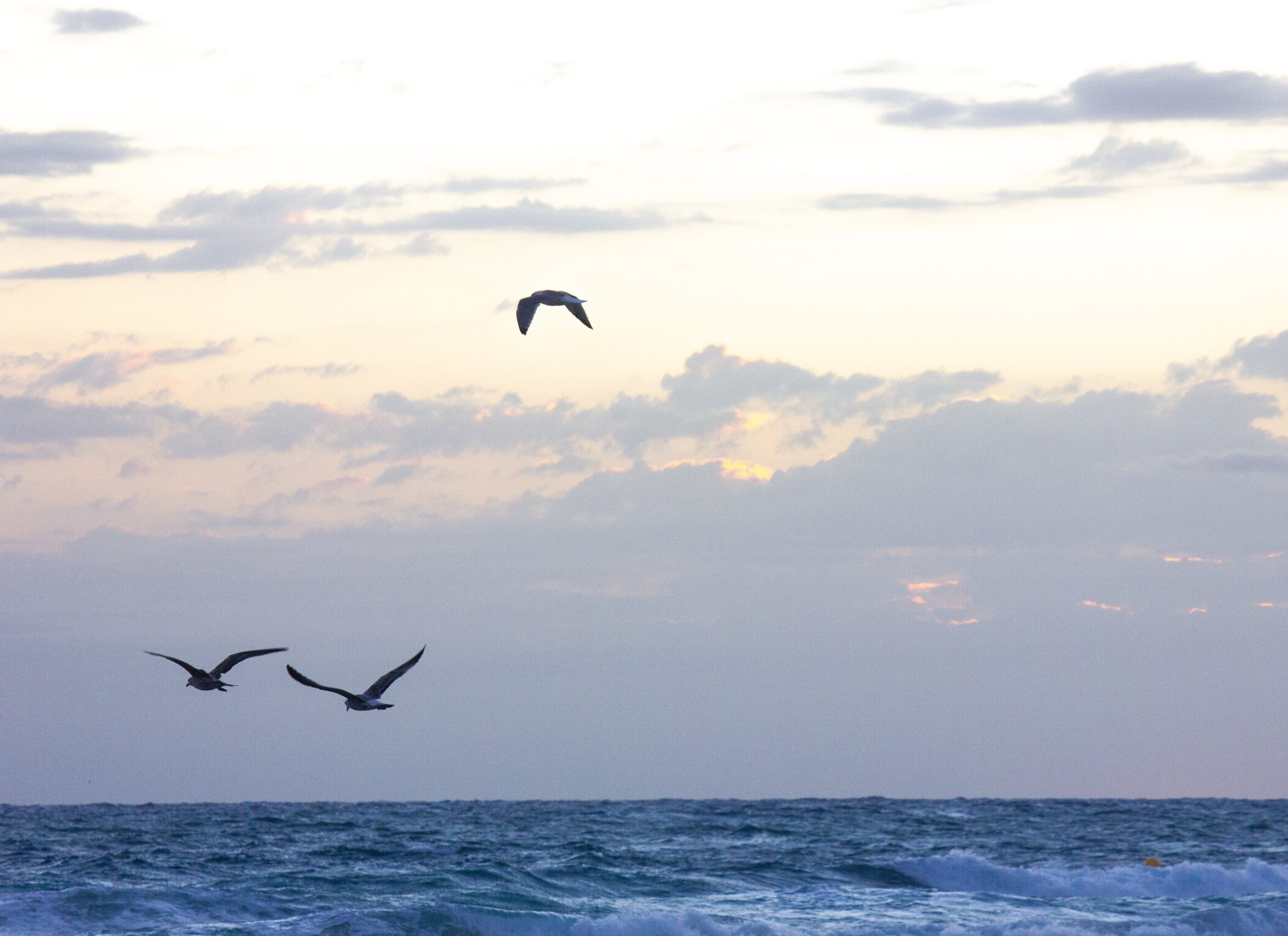 three birds flying over the ocean